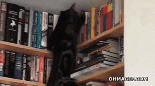 bookshelf cat