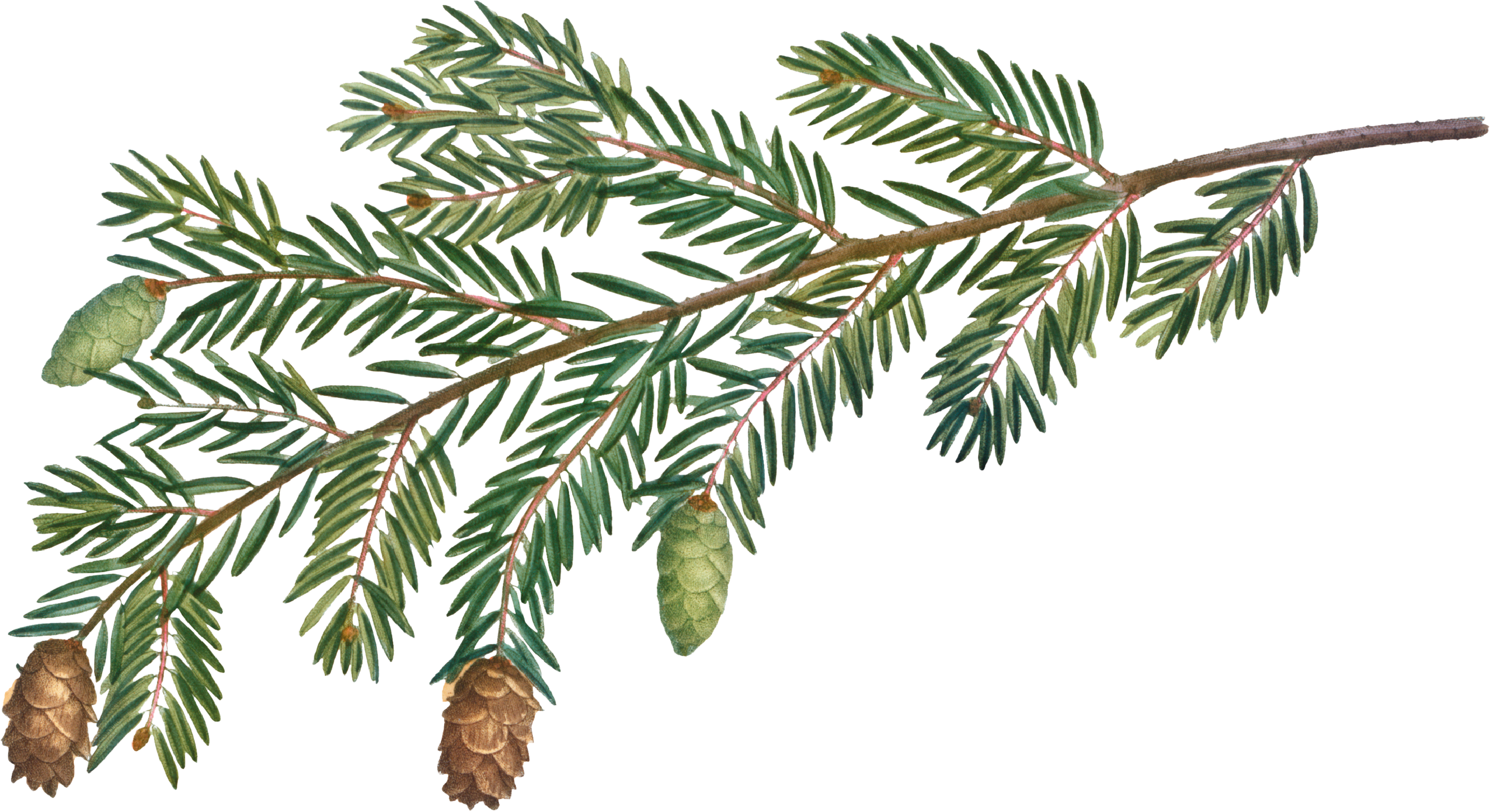 Top right wild plant